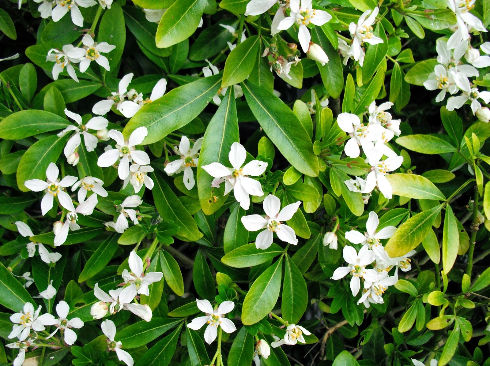 Life After Money: Let me show you round my garden.