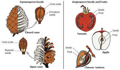 Angiosperms and Gymnosperms