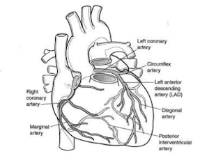 Arterial supply of heart --Diagram