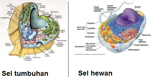  Sel Hewan  dan Sel  Tumbuhan BIOGEM