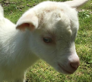 Saanen goats, new baby goat, goats on the homestead, new goat, springtime births, 