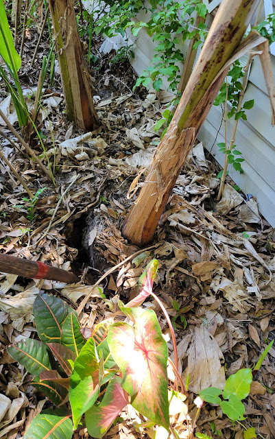 Transplanting banana tree