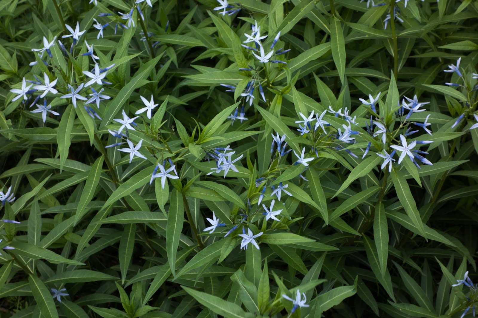 Flower Gallery Japanese Bluestar チョウジソウ 丁字草 Amsonia Elliptica