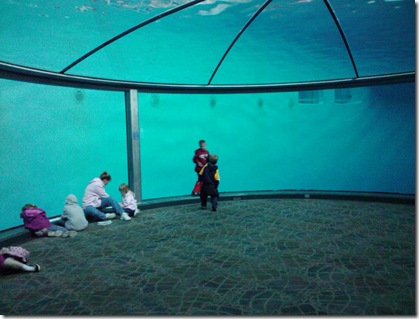 dolphins