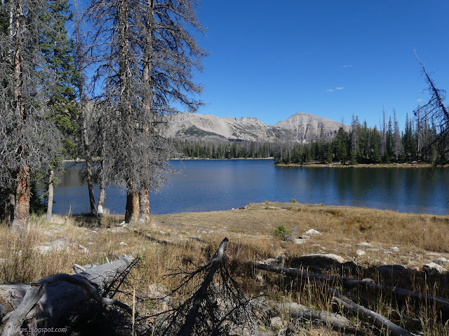 08: lake with a lot of dead trees about