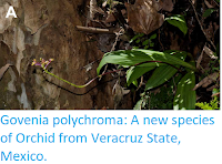 https://sciencythoughts.blogspot.com/2018/04/govenia-polychroma-new-species-of.html