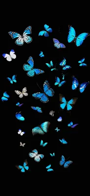 iPhone Wallpaper: Blue Butterfly, Dark Background