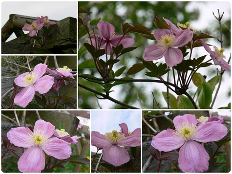 Clematis