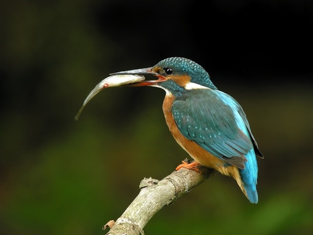 Collection of Beautiful Birds in Action