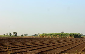 Sugarcane farm in Gujarat
