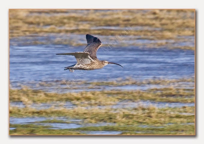 Frampton1 4  Curlew 