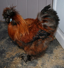 chickens have funny personalities. partridge silkie 