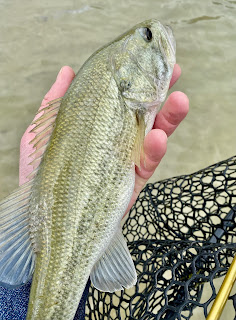 Largemouth Bass, Bass on the Fly, Pedernales River, Reimers Ranch, Milton Reimers Ranch, Texas Freshwater Fly Fishing, TFFF, Fly Fishing Texas, Texas Fly Fishing, Two Flies and an Old Stretch of River, Pat Kellner