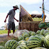 Harga Tinggi, Petani Semangka di Kunduran Diuntungkan