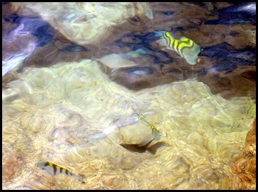 03c - Wildlife - Tropical Fish at our Campsite