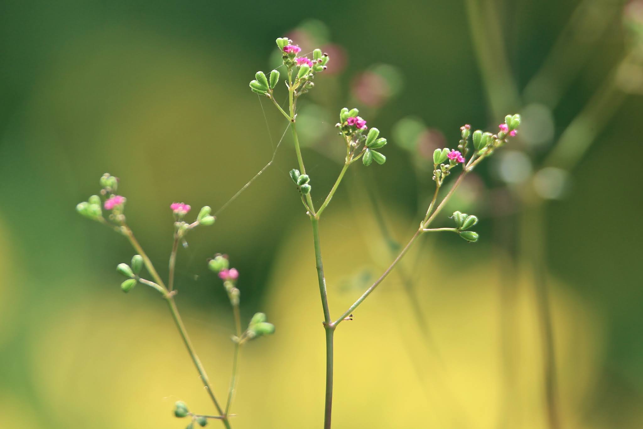 Most common Weeds and Wild flowers, and grasses with name in Karnataka,. India, high resolution free