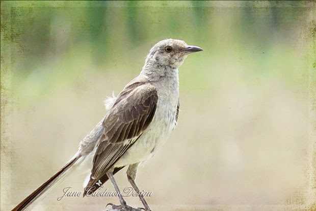 Mockingbird_kkprinted