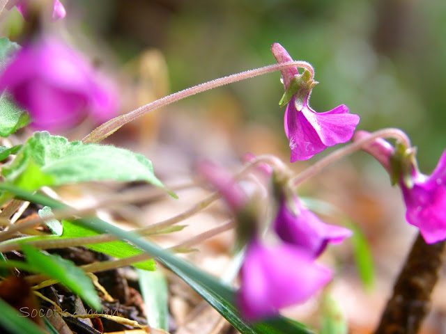 Viola phalacrocarpa