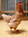 galinha