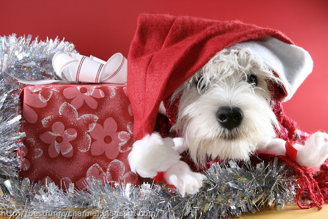 Funny puppy and Christmas box. 