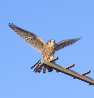 Falcon sitting on some place