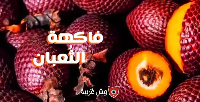 فاكهة الثعبان النادرة والغريبة