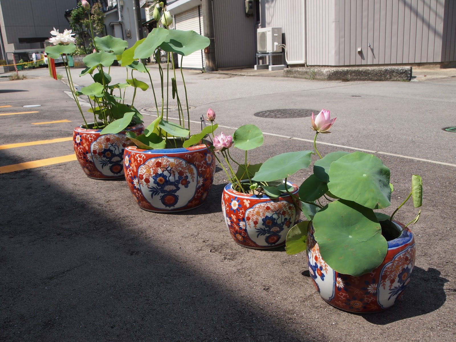 これどうなんけ 手乗りハスの植替え
