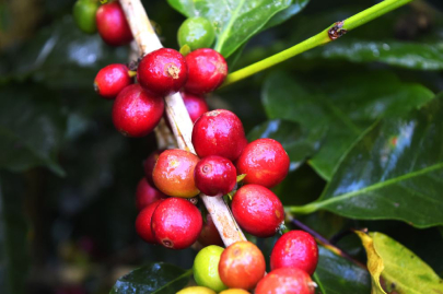 sustainable coffee