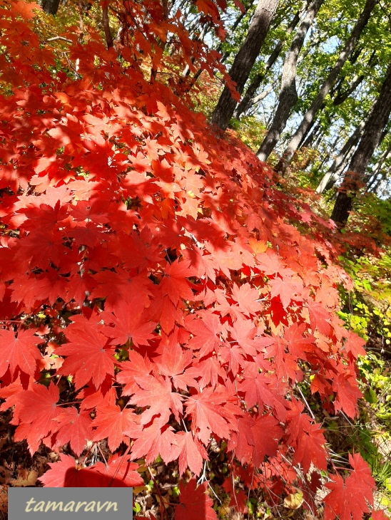 Клён ложнозибольдов (Acer pseudosieboldianum)