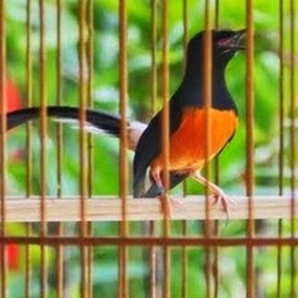 Hal-Hal Yang Harus Anda Waspadai Ketika Akan Membeli Burung Murai Batu