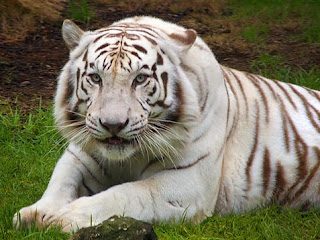 white tiger