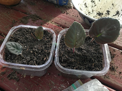 Two square plastic containers filled with slightly sandy soil. Each has two African violet leaves standing proud from the dirt; the container on the left has two tiny leaves, with deeply grooved surfaces where the main veins run. The leaves in the container on the right are about three times the size of the others, and have red stems. Sunlight glows faintly green through the center veins of the larger leaves, and in the background are a dirty white ceramic bowl and scattered earth and sand.