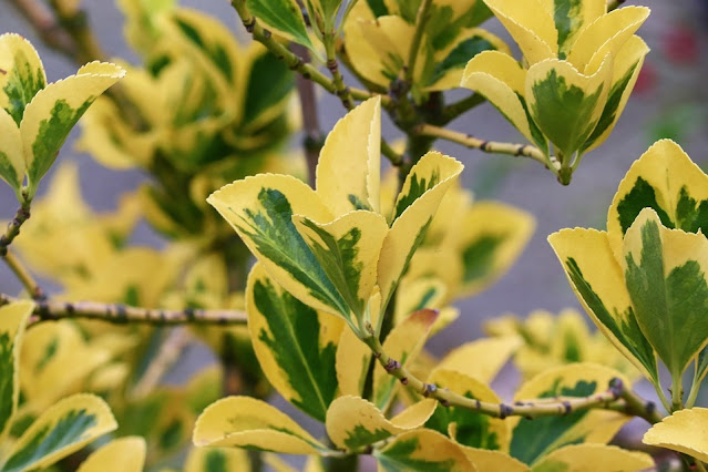 How to Grow Euonymus Indoors