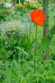 Oriental poppies (Papaver orientalis) are just getting started in Cherry Corner Garden, and all along the Front Walk. They will bloom alongside the purple allium for another bright combination. (This shot looking from the corner towards the Front Walk.)