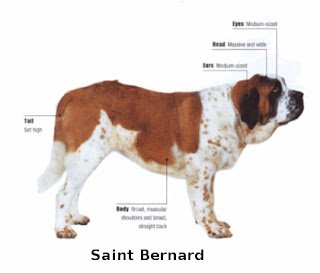 saint bernard dog st. bernhardshund bernhardiner hound swiss mountain