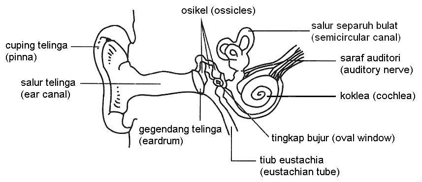 Nota Sains Menengah: 1.4: deria Pendengaran