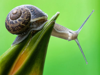 Snail HD computer wallpaper 