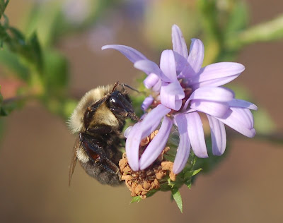 Bumblebee grooming on pale blue aster blossoms