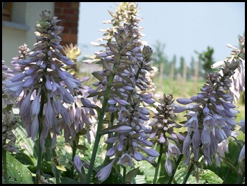 hosta (foto is van internet)