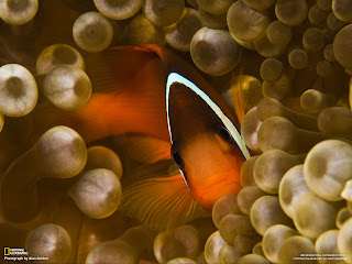 Clown fish Wallpapers