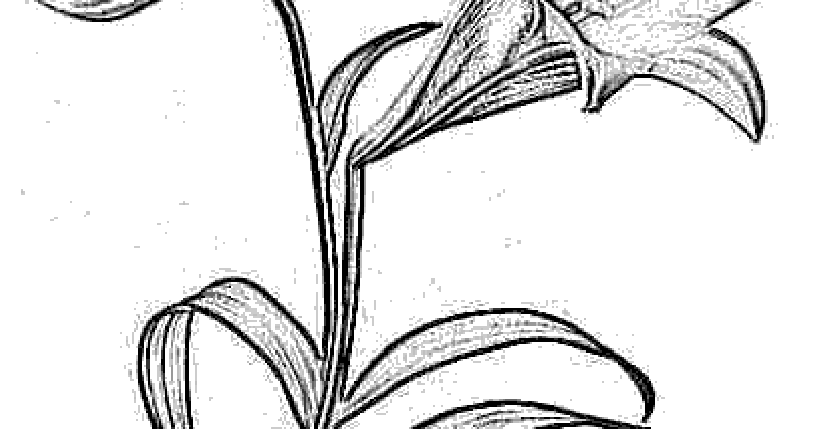 Download Cambodia flower coloring pages >> Disney Coloring Pages