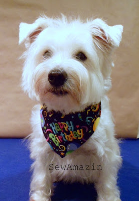 Yappy Birthday Bandana Collar Slipcover