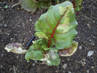 Swiss chard, leafminer damage