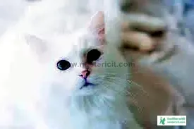 Cute Cat Pic Download - Cat Image Download 2023 - biraler pic - NeotericIT.com - Image no 5