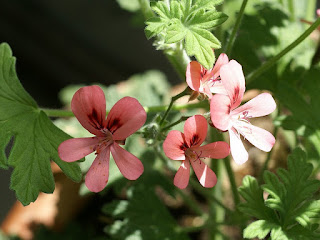 Pelargonium x 'Roller's satanique'