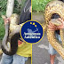 VÍDEO: Cobra 'gigante' é encontrada por moradores após chuva na zona Norte de Manaus