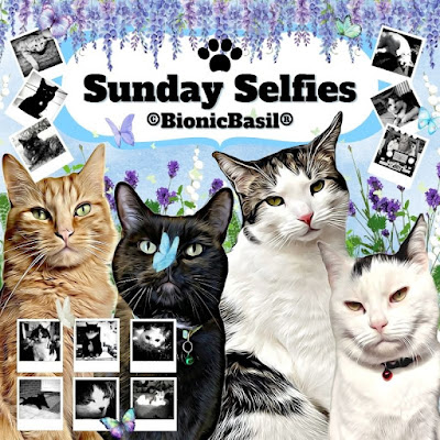 Summer Sunday Selfies Banner  ©BionicBasil® 2023.jpg