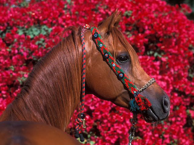 Horse Wid Flowers Wallpaper