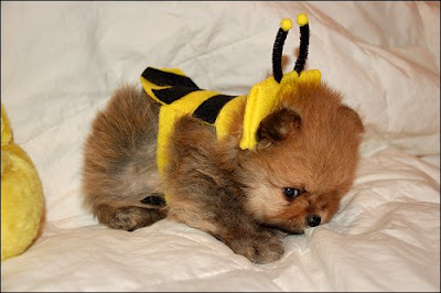 This dog looks so cute in this little bee costume. I bet everyone wants to cuddle him when they see him on this Halloween.