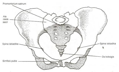 Bidan Thina Anatomi  panggul  dan macam macam panggul 